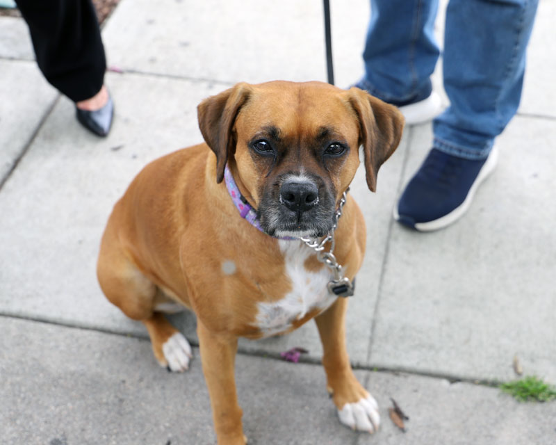 Dog that came to meet with Mandip at Amor A Mi