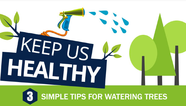 3 Simple tips for water Trees